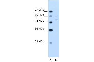 PBEF1 antibody used at 2. (NAMPT Antikörper  (C-Term))