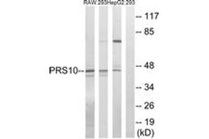 Western blot analysis of extracts from HepG2/293/RAW264. (PSMC6 Antikörper  (AA 61-110))