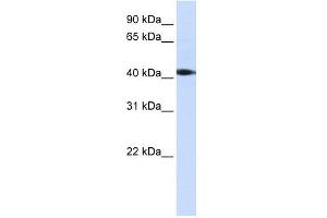 STK17A antibody (70R-10450) used at 0. (STK17A Antikörper  (C-Term))