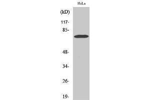 Western Blotting (WB) image for anti-Yes-Associated Protein 1 (YAP1) (Internal Region) antibody (ABIN3177962) (YAP1 Antikörper  (Internal Region))