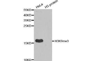 Western Blotting (WB) image for anti-Histone 3 (H3) (H3K9me) antibody (ABIN1872999) (Histone 3 Antikörper  (H3K9me))