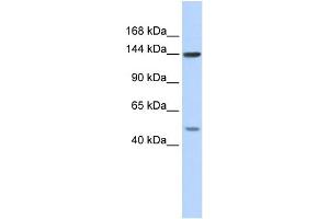 WB Suggested Anti-SF3B1 Antibody Titration:  0. (SF3B1 Antikörper  (N-Term))