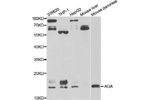 Western blot analysis of extracts of various cell lines, using AGA antibody (ABIN5973763) at 1/1000 dilution. (AGA Antikörper)