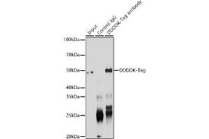 Immunoprecipitation analysis of 200 μg extracts of 293T transfected with GSK3B-Flag Protein using 3 μg DDDDK-Tag antibody (ABIN1512924 and ABIN5663537). (DYKDDDDK Tag Antikörper)