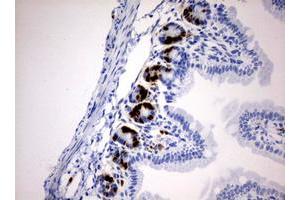 Immunohistochemistry (IHC) image for anti-Iododeoxyuridine (IdU) antibody (ABIN2669973)