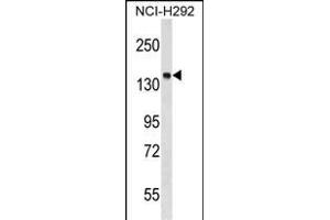 PTPN23 Antibody (C-term) (ABIN1536678 and ABIN2849035) western blot analysis in NCI- cell line lysates (35 μg/lane). (PTPN23 Antikörper  (C-Term))