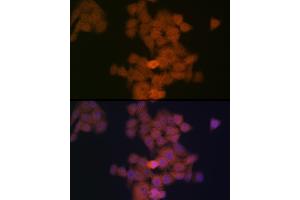 Immunofluorescence analysis of HeLa cells using PFDN5 Rabbit mAb (ABIN1682853, ABIN3018535, ABIN3018536 and ABIN7101624) at dilution of 1:100 (40x lens). (PFDN5 Antikörper)