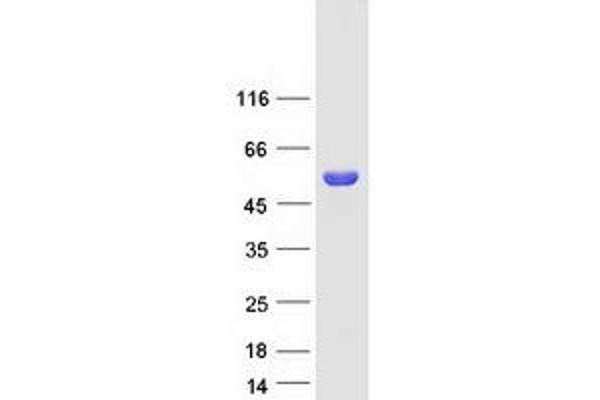 SERGEF Protein (Myc-DYKDDDDK Tag)