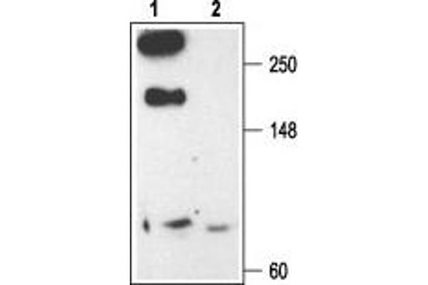 CACNA1E Antikörper  (Intracellular)