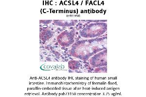 Image no. 2 for anti-Acyl-CoA Synthetase Long-Chain Family Member 4 (ACSL4) (C-Term) antibody (ABIN1731463) (ACSL4 Antikörper  (C-Term))