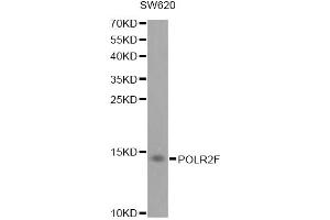 Western blot analysis of extracts of SW620 cells, using POLR2F antibody. (POLR2F Antikörper)