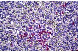 Anti-MPO / Myeloperoxidase antibody IHC staining of human spleen, neutrophils. (Myeloperoxidase Antikörper)