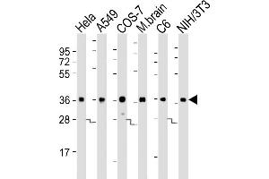 Western Blotting (WB) image for anti-Glyceraldehyde-3-Phosphate Dehydrogenase (GAPDH) antibody (ABIN1539789)