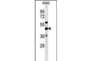 UBAC1 Antibody (C-term) (ABIN651546 and ABIN2840294) western blot analysis in K562 cell line lysates (35 μg/lane). (UBAC1 Antikörper  (C-Term))