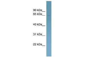 HOMEZ antibody used at 0. (HOMEZ Antikörper  (Middle Region))