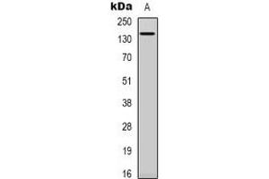 Western blot analysis of SPZ1 expression in NIH3T3 (A) whole cell lysates. (SPZ1 Antikörper  (N-Term))