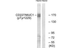 Western Blotting (WB) image for anti-Mucin 1 (MUC1) (pTyr1229) antibody (ABIN1847433) (MUC1 Antikörper  (pTyr1229))