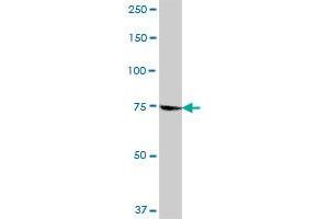 GMPS MaxPab polyclonal antibody. (GMP Synthase Antikörper  (AA 1-693))