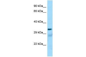 Western Blotting (WB) image for anti-Succinate-CoA Ligase, alpha Subunit (SUCLG1) (N-Term) antibody (ABIN971824) (SUCLG1 Antikörper  (N-Term))