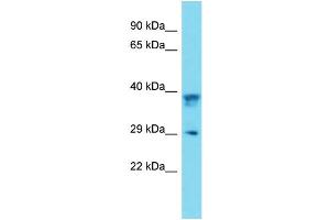 Western Blotting (WB) image for anti-Prion Protein (PRNP) (Middle Region) antibody (ABIN2499236) (PRNP Antikörper  (Middle Region))