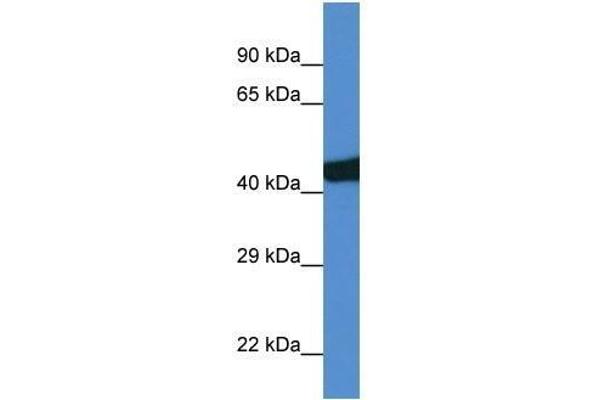 SEC14L3 Antikörper  (C-Term)