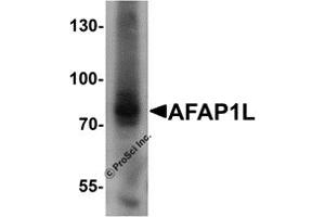 Western Blotting (WB) image for anti-Actin Filament Associated Protein 1-Like 1 (AFAP1L1) (N-Term) antibody (ABIN1031218) (AFAP1L1 Antikörper  (N-Term))