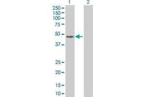 Lane 1: TNS1 transfected lysate ( 43. (TNS1 293T Cell Transient Overexpression Lysate(Denatured))