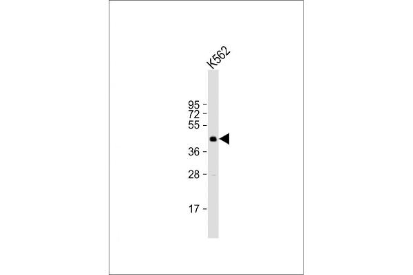 SIRT6 Antikörper  (C-Term)