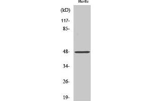 Western Blot analysis of various cells using Cathepsin E Polyclonal Antibody. (Cathepsin E Antikörper  (Internal Region))