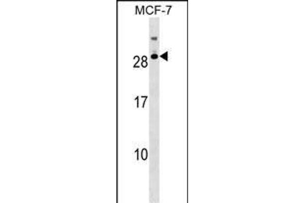 RNASE11 Antikörper  (AA 68-95)