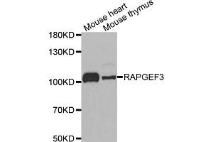 Western blot analysis of extracts of various cell lines, using RAPGEF3 antibody. (RAPGEF3 Antikörper)