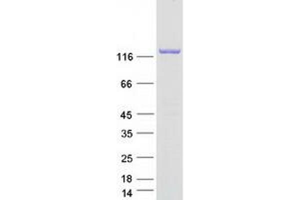 Calsyntenin 1 Protein (CLSTN1) (Transcript Variant 1) (Myc-DYKDDDDK Tag)