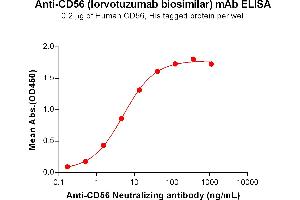 ELISA plate pre-coated by 2 μg/mL (100 μL/well) Human CD56 Protein, His Tag ABIN7092681, ABIN7272212 and ABIN7272213 can bind Anti-CD56 Neutralizing antibody (ABIN7478001 and ABIN7490940) in a linear range of 0. (Rekombinanter CD56 (Lorvotuzumab Biosimilar) Antikörper)