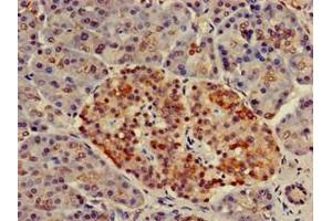Immunohistochemistry of paraffin-embedded human pancreatic tissue using ABIN7161815 at dilution of 1:100 (NUP17 (AA 1-66) Antikörper)