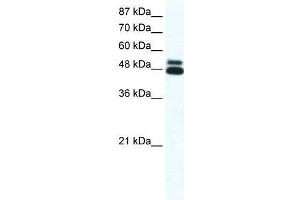 CHRNB2 antibody (70R-10541) used at 2. (CHRNB2 Antikörper  (N-Term))