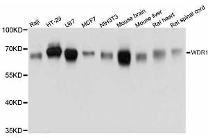 Western blot analysis of extracts of various cell lines, using WDR1 antibody. (WDR1 Antikörper  (AA 300-500))