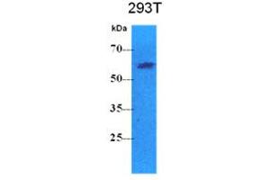 Image no. 1 for anti-Pyruvate Kinase, Liver and RBC (PKLR) antibody (ABIN2451662) (PKLR Antikörper)