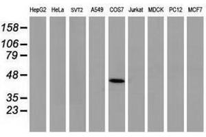 Image no. 1 for anti-Tumor Protein P53 (TP53) antibody (ABIN1499977) (p53 Antikörper)