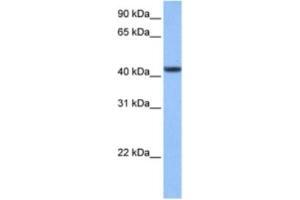 Western Blotting (WB) image for anti-Chromosome 8 Open Reading Frame 34 (C8orf34) antibody (ABIN2463522) (C8orf34 Antikörper)