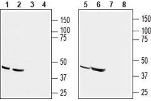 Western blot analysis of human acute T cell leukemia (Jurkat) (lanes 1 and 3), human melanoma (MALME-3M) (lanes 2 and 4), human adenocarcinoma (HT-29) (lanes 5 and 7) and mouse T-cell lymphoma (TK-1) (lanes 6 and 8) cell line lysates: - 1,2,5,6. (CCR9 Antikörper  (2nd Extracellular Loop))