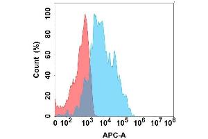 Flow cytometry analysis with Anti- on Expi293 cells transfected with human (Blue histogram) or Expi293 transfected with irrelevant protein (Red histogram). (GPR77 Antikörper)