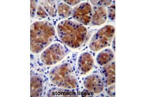 Immunohistochemistry (IHC) image for anti-Transcription Factor CP2-Like 1 (TFCP2L1) antibody (ABIN2997307) (TFCP2L1 Antikörper)