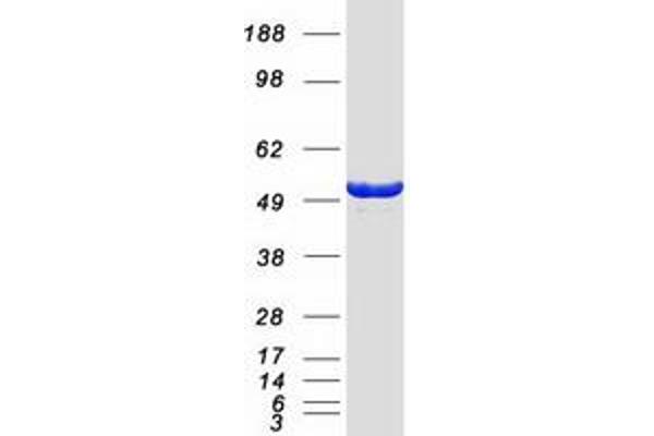 MPP1 Protein (Myc-DYKDDDDK Tag)