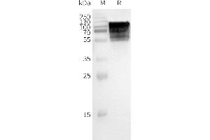 WB analysis of Human -Nanodisc with anti-Flag monoclonal antibody at 1/5000 dilution, followed by Goat Anti-Rabbit IgG HRP at 1/5000 dilution (GPR75 Protein)