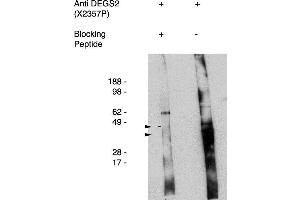 Western blot using antigen immunoaffinity purified anti DEGS2 antibody , used at 1:50k dilution. (DEGS2 Antikörper)