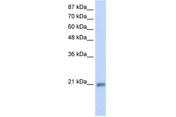 MIF4GD Antikörper  (C-Term)