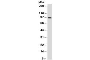 Western blot testing of human spleen lysate with CD43 antibody (clone DF-T1). (CD43 Antikörper)