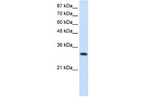 SCYE1 antibody used at 0. (AIMP1 Antikörper)