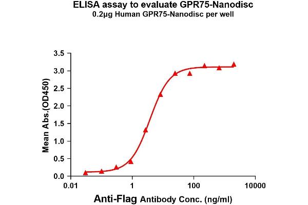 GPR75 Protein