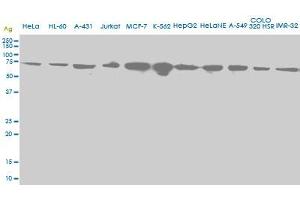 Western Blotting (WB) image for anti-Heat Shock 70kDa Protein 2 (HSPA2) (AA 1-640) antibody (ABIN598754) (HSPA2 Antikörper  (AA 1-640))